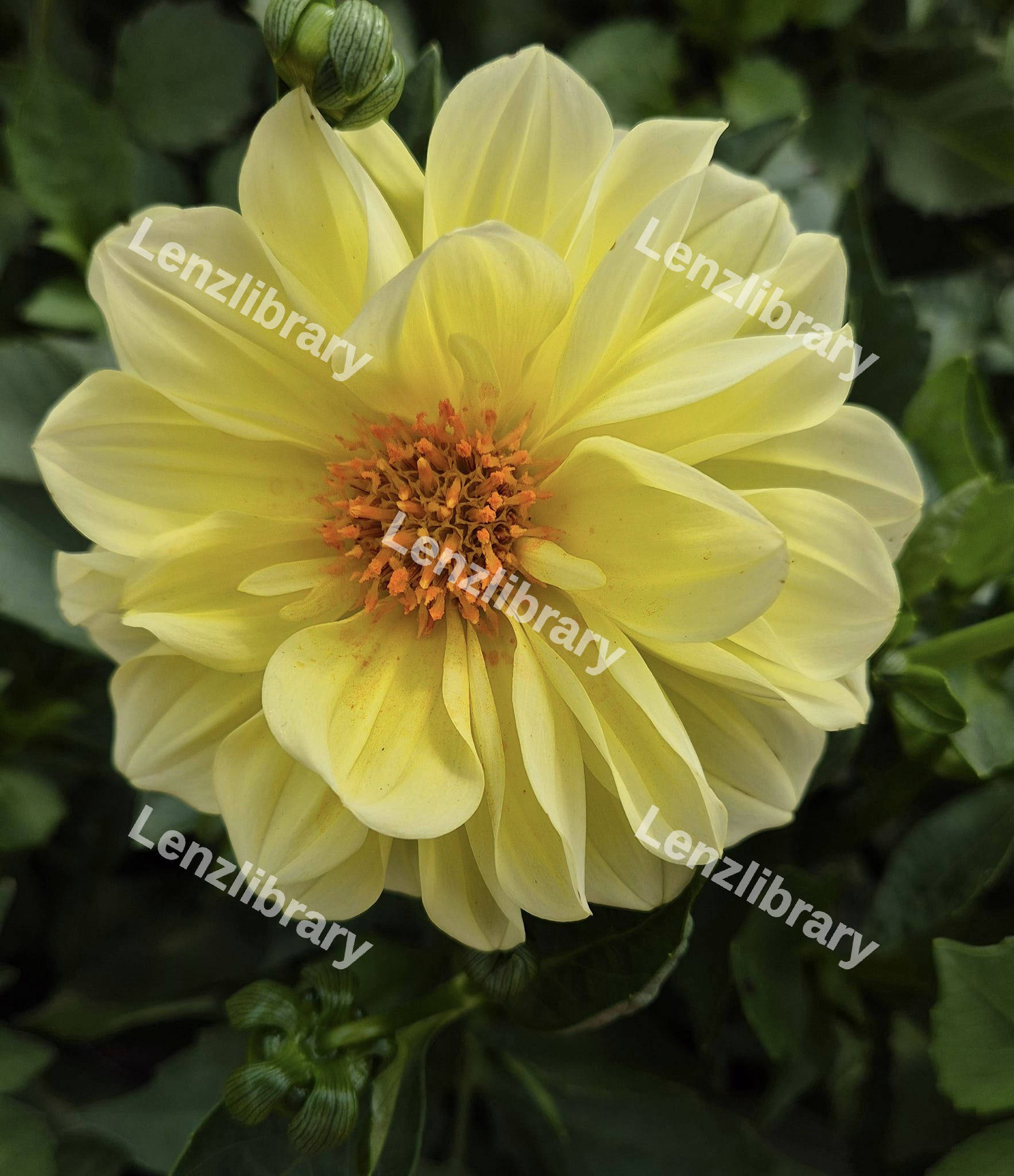 Yellow Dahlia flower